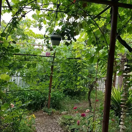 Daskalovi بالشيك